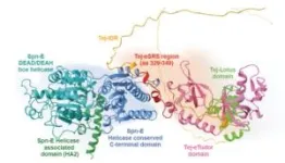 The protein protectors of fertility 2