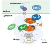 The protein protectors of fertility 3