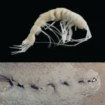 The race to discover biodiversity: 11 new marine species and a new platform for rapid species description 3