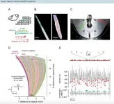 The rats whiskers: multidisciplinary research reveals how we sense texture