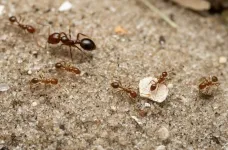 The red fire ant is now established in Europe and could reach the UK