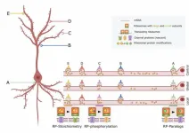 The ribosome–depression link 