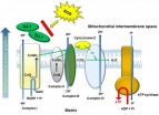 The role of DJ-1 in the oxidative stress cell death cascade after stroke