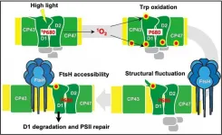 The role of oxidized tryptophan residues in repairing damaged photosystem II protein