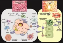 The role of solute carrier family transporters in hepatic steatosis and hepatic fibrosis