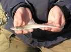 The secret life of Ireland's smooth-hound sharks