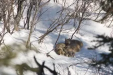 The secret lives of Canada lynx