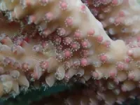 The secret sex life of coral revealed 2