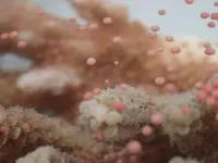 The secret sex life of coral revealed 3