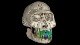 The secrets of fossil teeth revealed by the synchrotron: a long childhood is the prelude to the evolution of a large brain