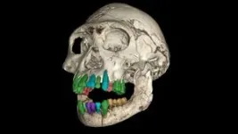 The secrets of fossil teeth revealed by the synchrotron: a long childhood is the prelude to the evolution of a large brain 3