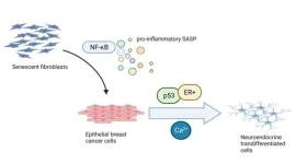 The senescence-associated secretory phenotype induces neuroendocrine transdifferentiation