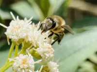 The “Silent Takeover”: invasive bees are reshaping Chile’s unique pollination networks 3