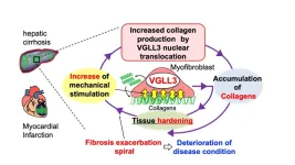 The single protein that causes the fibrosis death spiral