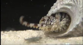 The stripes of the Lesser Pacific Striped Octopus are as unique as our own fingerprints, enabling scientists to track individuals as they grow