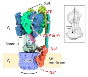 The structures of six states of a rotary sodium ion pump are revealed