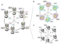 The structures of six states of a rotary sodium ion pump are revealed 2