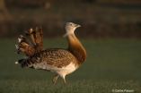 The success of male bustards is measured by their beards