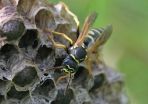 The Swiss paper wasp, a new species of social Hymenoptera in Central Europe