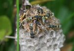 The Swiss paper wasp, a new species of social Hymenoptera in Central Europe 2