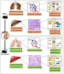 The therapeutic effects of baicalein on the hepatopulmonary syndrome in the rat model of chronic common bile duct ligation