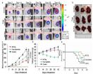 The thunder god vine, assisted by nanotechnology, could shake up future cancer treatment 2