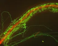 The underground network: Decoding the dynamics of plant-fungal symbiosis