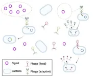 The value of information gathering for phages