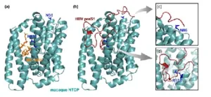 The viral puzzle of why humans are susceptible to hepatitis B virus, but monkeys are not!