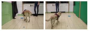 The way dogs see the world: Objects are more salient to smarter dogs