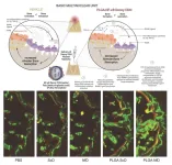 The “wishbone” charm that restores the hope for bone regeneration