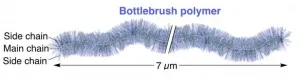 The worlds longest bottlebrush polymer ever synthesized