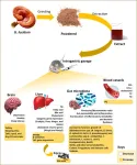 Therapeutic importance of Ganoderma lucidum highlighted in recent review paper