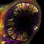 There and back again: how neurons make room for growth in a developing organ