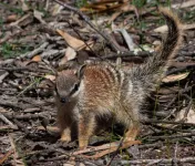 Thermal vision shows endangered numbats feel the heat of warming climate