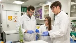 These bacteria perform a trick that could keep plants healthy 2