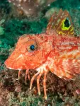 These fish use legs to taste the seafloor