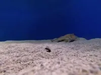 These fish use legs to taste the seafloor 2