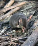 These male marsupials give up sleep for sex