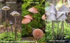 These mushrooms have “massively expanded” genomes to make them more adaptable to multiple lifestyles