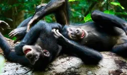 These wild chimpanzees play as adults to better cooperate as a group