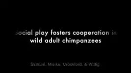 These wild chimpanzees play as adults to better cooperate as a group 2