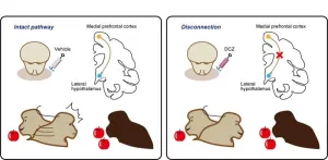 They got more than me! The brain circuit for socially subjective reward valuation