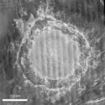 Thick lithosphere casts doubt on plate tectonics in Venuss geologically recent past