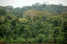 Thicker-leaved tropical plants may flourish as CO2 rises, which could be good for climate