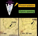 Thinking with your stomach? The brain may have evolved to regulate digestion