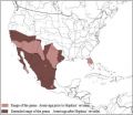 Thirty-nine new species of endemic cockroach discovered in the southwestern US and Mexico 2