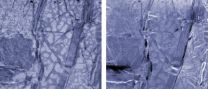 This FIB doesn't lie: New NIST microscope sees what others can't 2