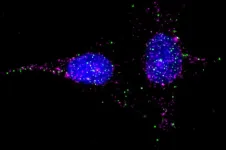 This new technique for studying cell receptors could have sweeping implications for drug development