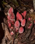 This parasitic plant convinces hosts to grow into its own flesh—it’s also an extreme example of genome shrinkage